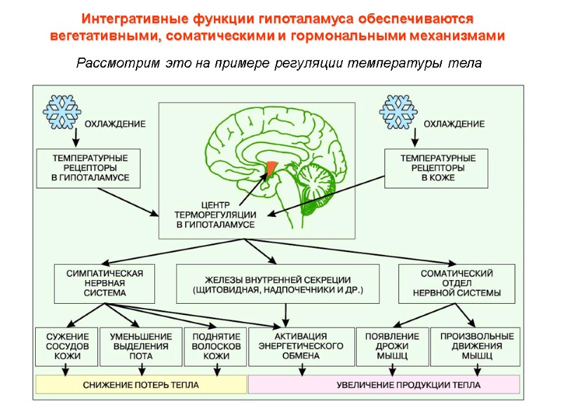 Интегративные функции гипоталамуса обеспечиваются  вегетативными, соматическими и гормональными механизмами Рассмотрим это на примере